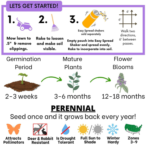 Self-Heal Seed Pouch: Your Easy Path to a Pollinator-Friendly, Low-Maintenance Lawn