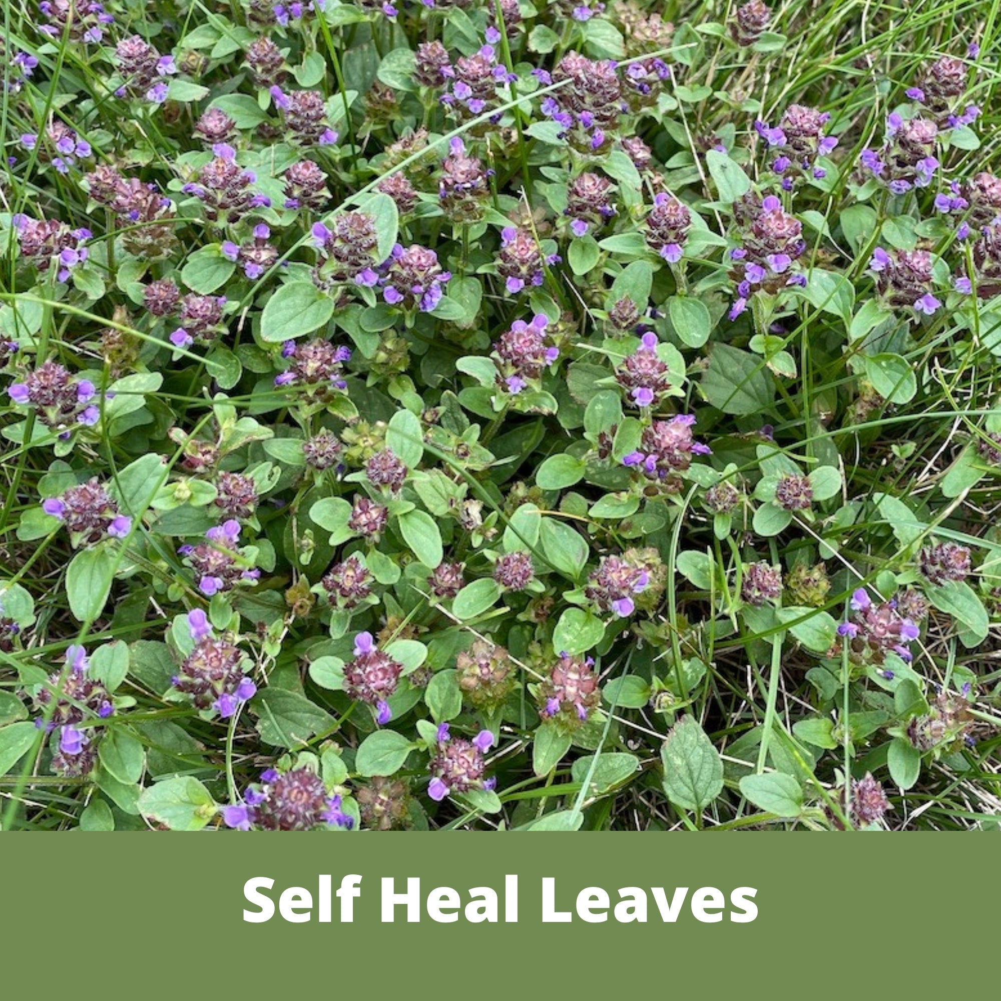 Self-Heal 