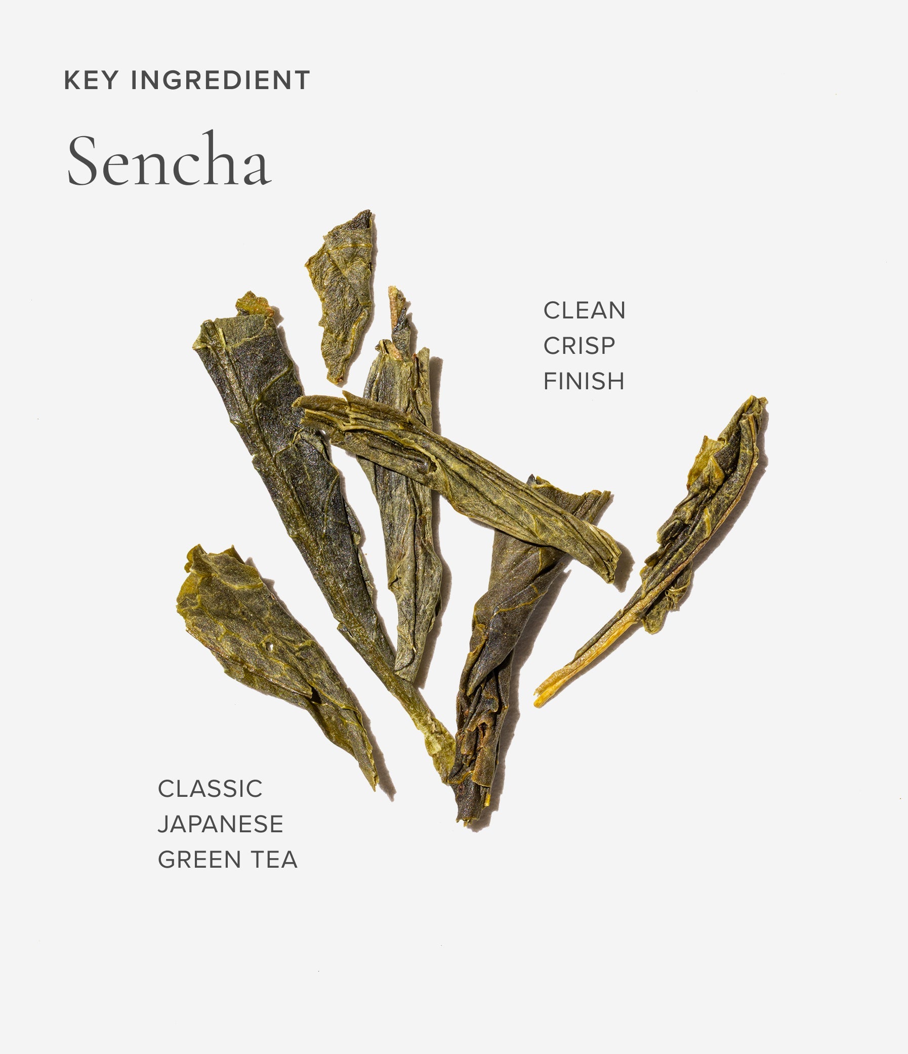 Sencha green tea leaves on a white background with text describing the key ingredient.