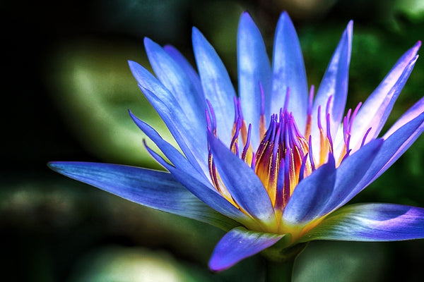 planting water lily seeds Blue Water Lily Seeds: Create a Tranquil Blue Oasis in Your Pond or Co