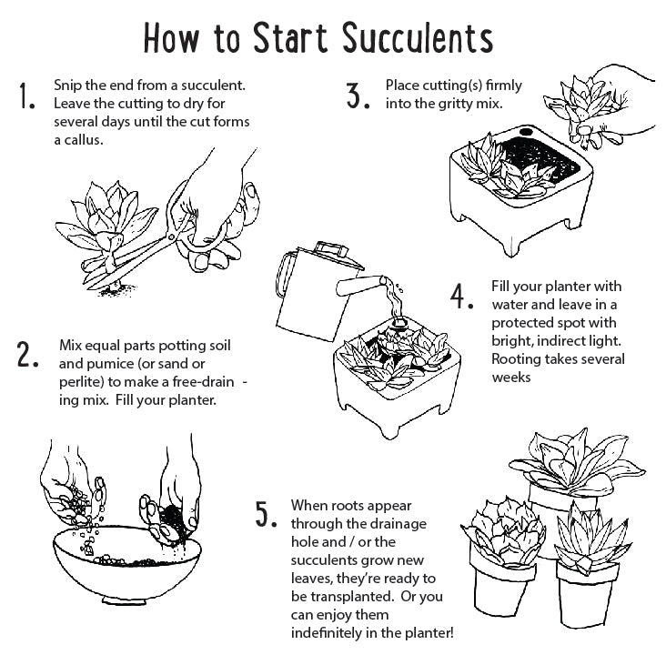 Step-by-step guide on how to start succulents with illustrations and text.