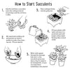 Step-by-step guide on how to start succulents with illustrations and text.