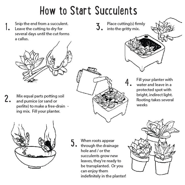 Step-by-step guide on how to start succulents with illustrations and text.