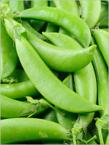 Close-up of ripe Sugar Snap Peas on the vine, showcasing their bright green colour and crisp texture