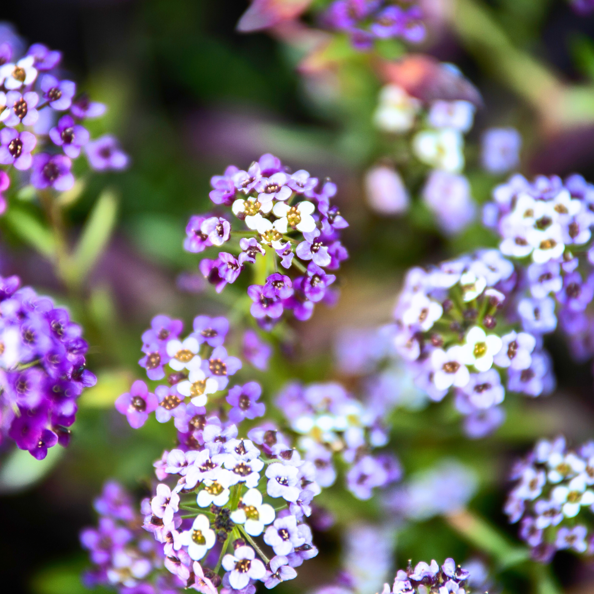 Sweet Alyssum Royal Carpet Seed Pouch: Fragrant Lavender Blooms for Your Eco-Friendly Lawn