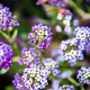 Sweet Alyssum Royal Carpet Seed Pouch: Fragrant Lavender Blooms for Your Eco-Friendly Lawn