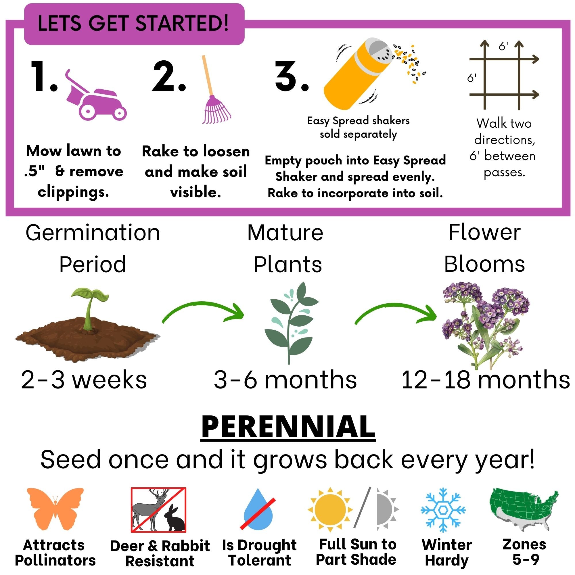 Sweet Alyssum Royal Carpet Seed Pouch: Fragrant Lavender Blooms for Your Eco-Friendly Lawn