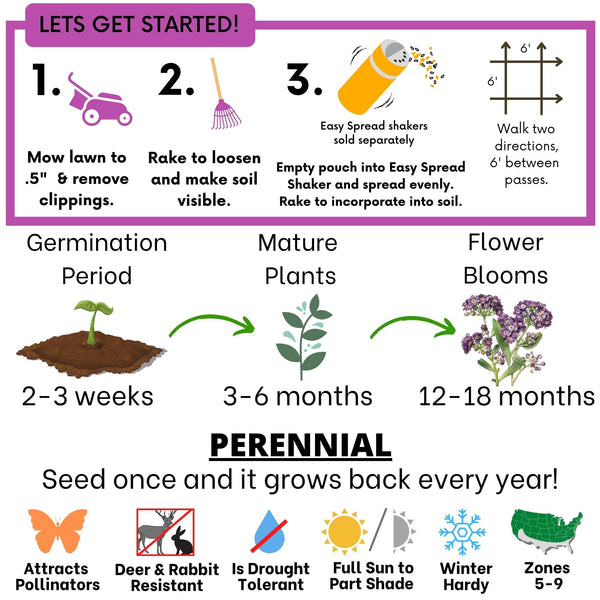 Sweet Alyssum Royal Carpet Seed Pouch: Fragrant Lavender Blooms for Your Eco-Friendly Lawn