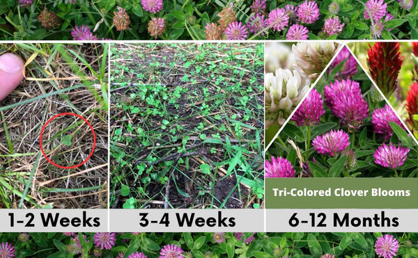 🌿 TRI‑Color Clover + Mow Less Grass Seed – Pollinator‑Friendly Lawn Solution