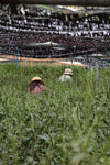 Samidori Single Cultivar Matcha Powder, Ceremonial Grade from Uji