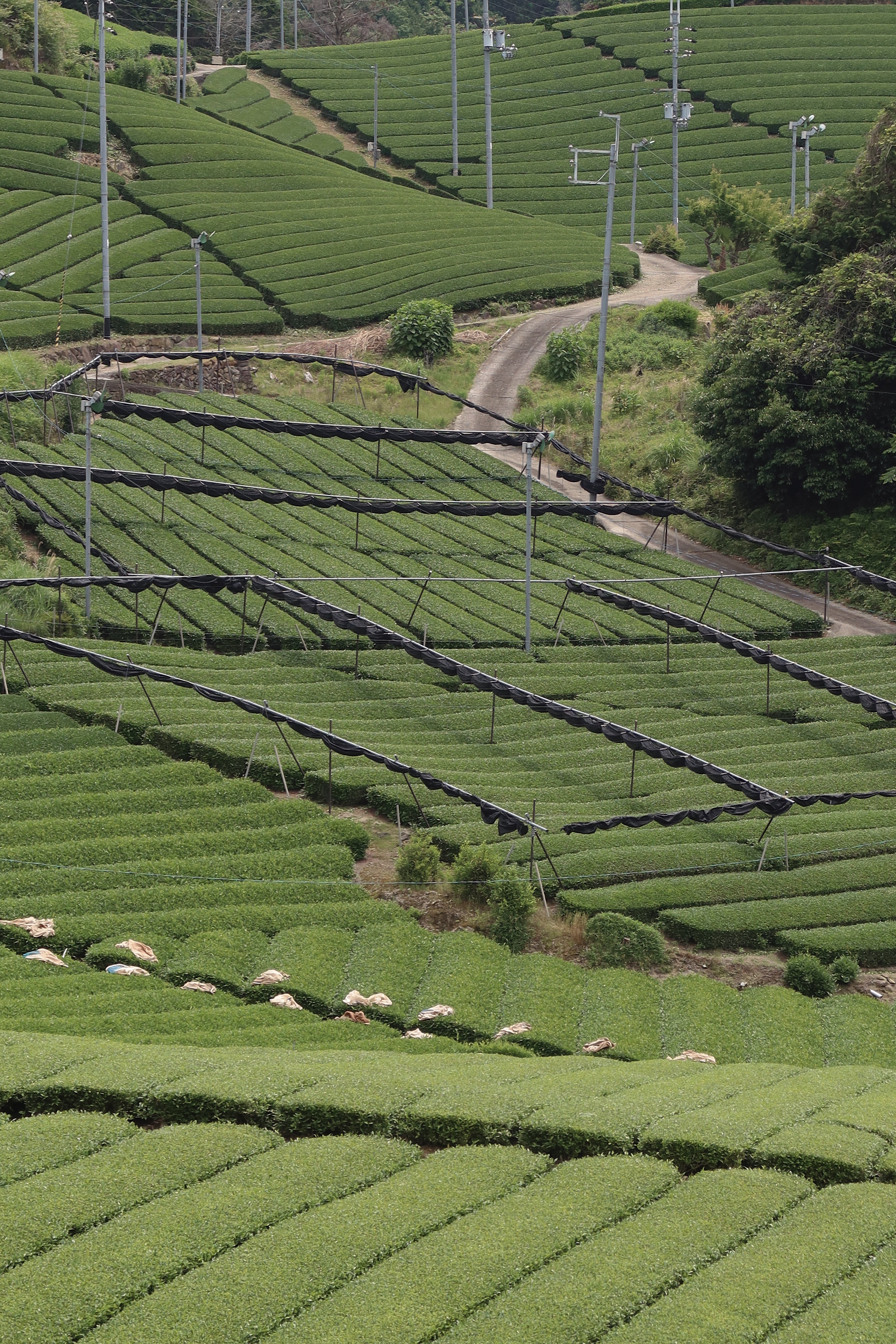 Tea plantation with rows of green tea bushes in a hilly landscape.