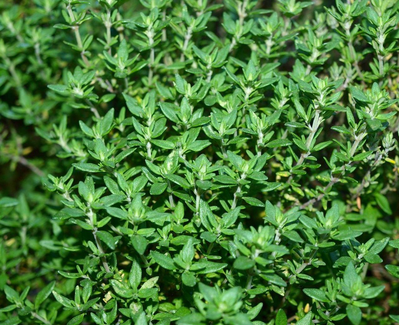 Close-up of fresh thyme plant with small aromatic green leaves and lavender flower spikes