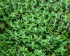 Close-up of fresh thyme plant with small aromatic green leaves and lavender flower spikes