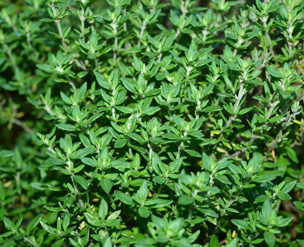 Close-up of fresh thyme plant with small aromatic green leaves and lavender flower spikes