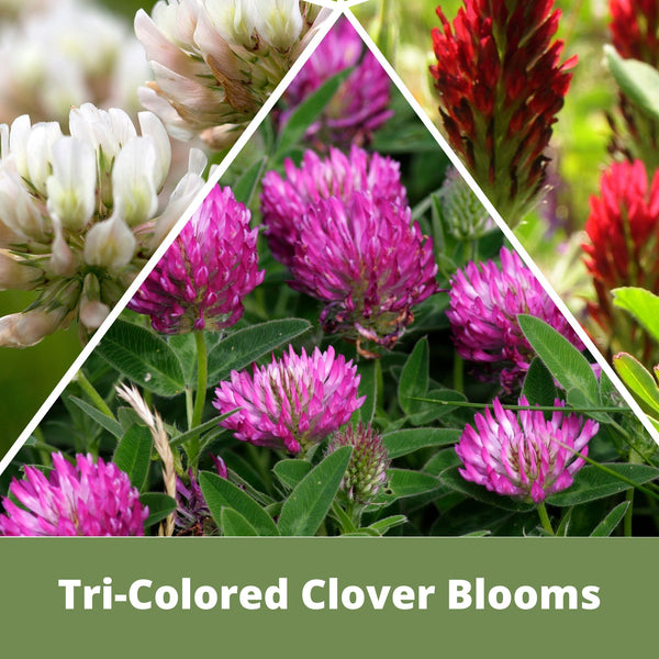 🌿 TRI‑Color Clover + Mow Less Grass Seed – Pollinator‑Friendly Lawn Solution