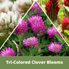 Collage of tri-colored clover flowers including white, pink, and red.
