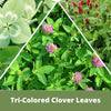 Tri-colored clover leaves with green, white, and purple flowers.