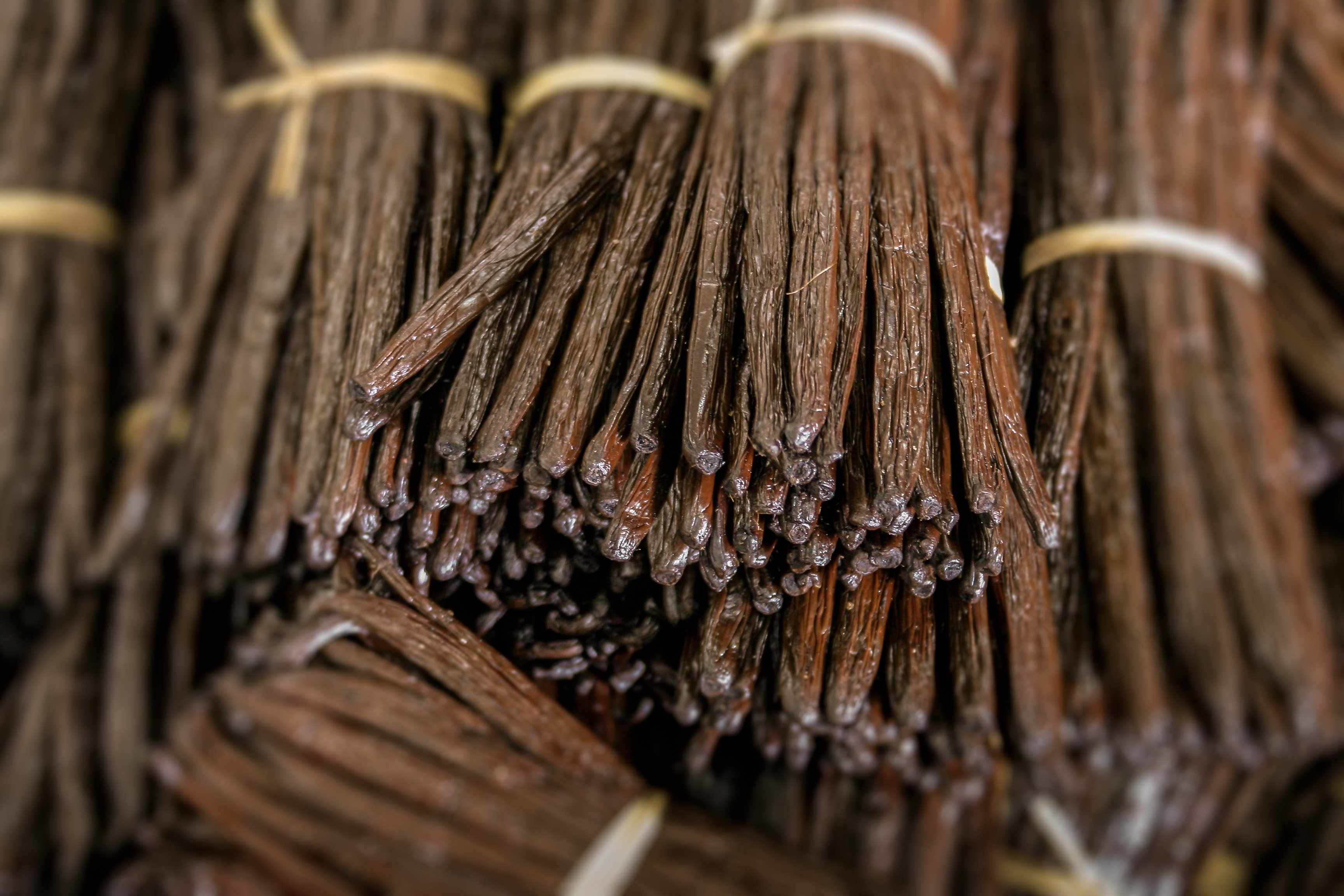 Close-up of a bundle of vanilla beans tied together with string.