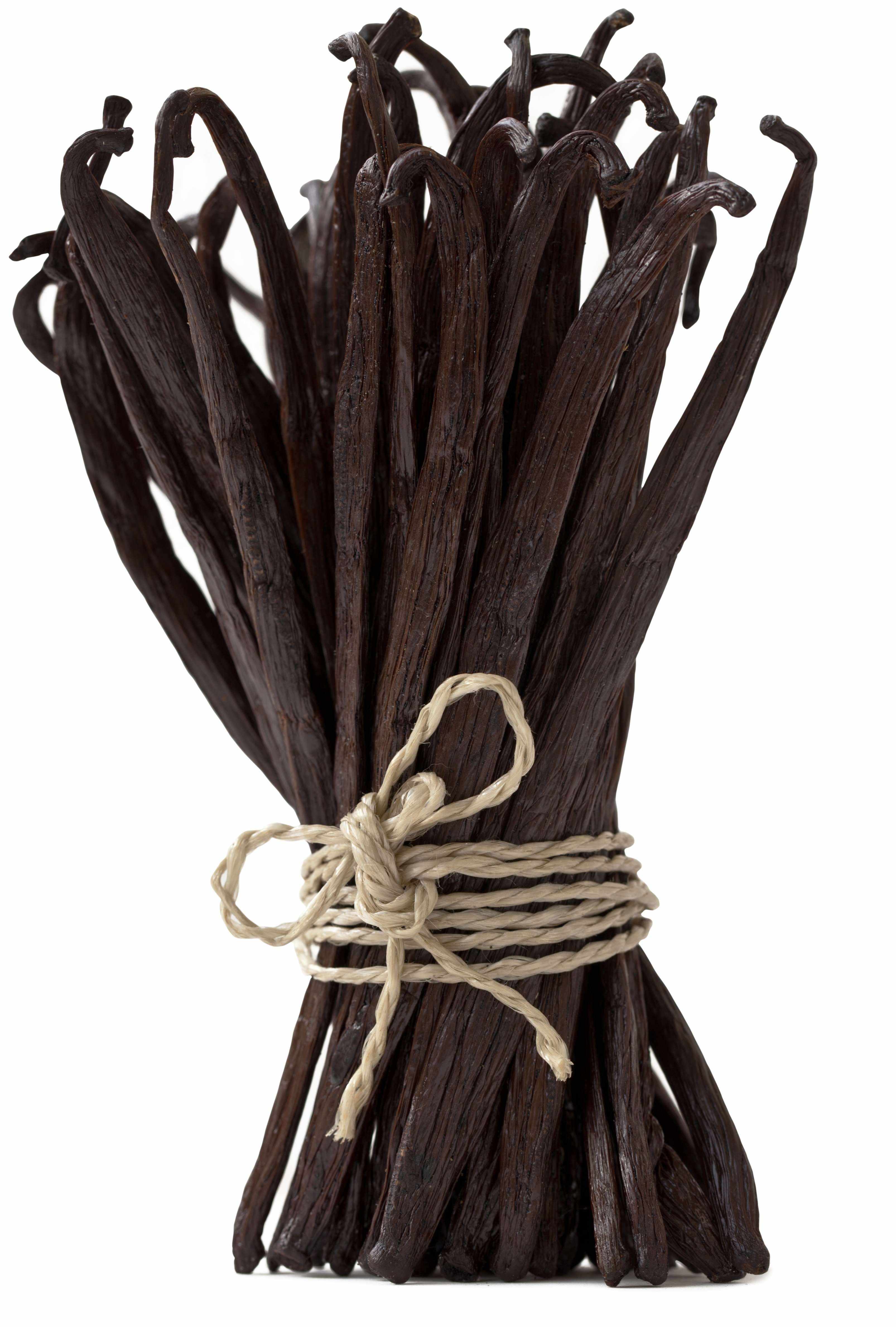 Bunch of vanilla beans tied with twine on a white background