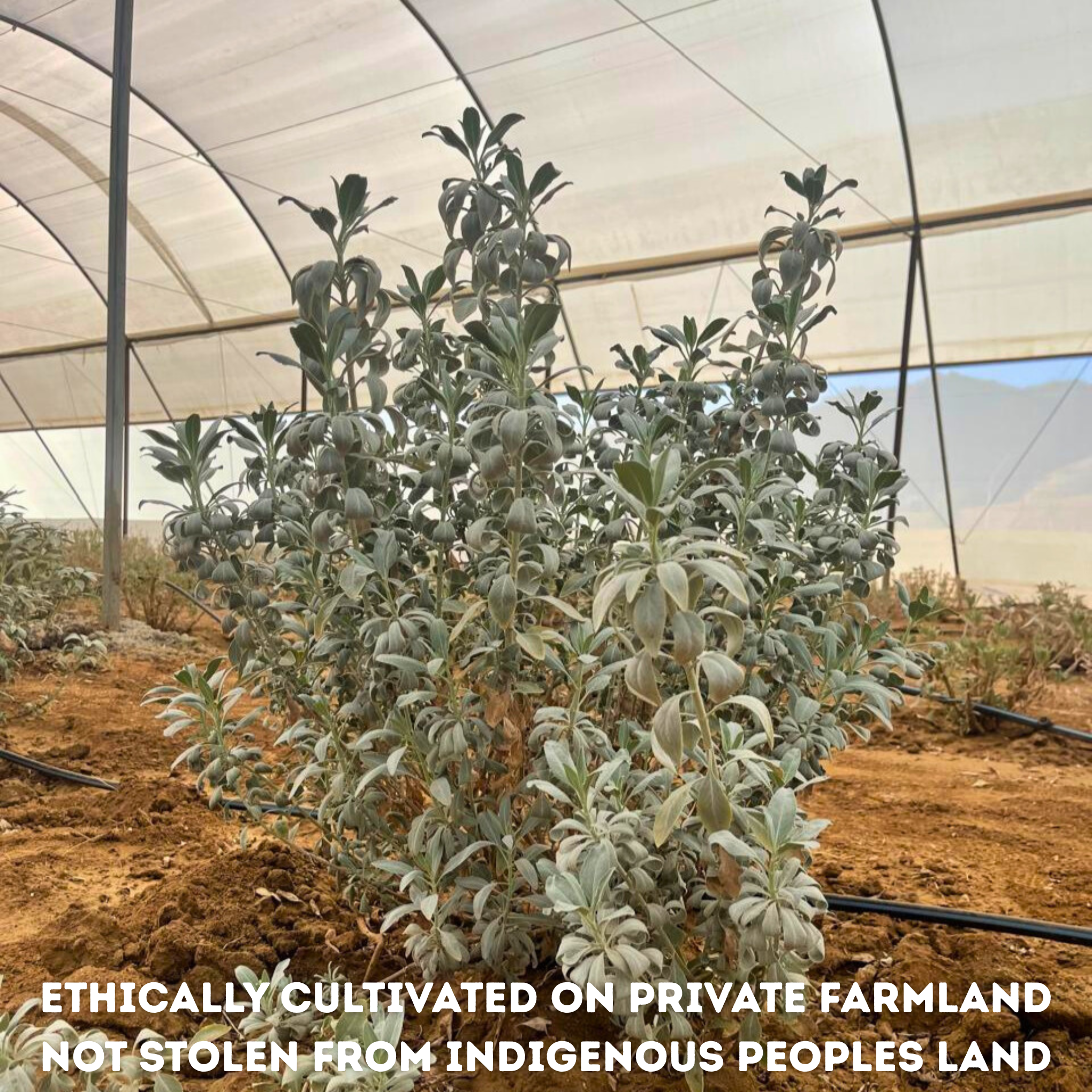 Plants growing in a greenhouse with text about ethical cultivation on private farmland.