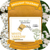 White Yarrow Eco-Friendly Seeding Kit