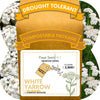 White Yarrow Eco-Friendly Seeding Kit