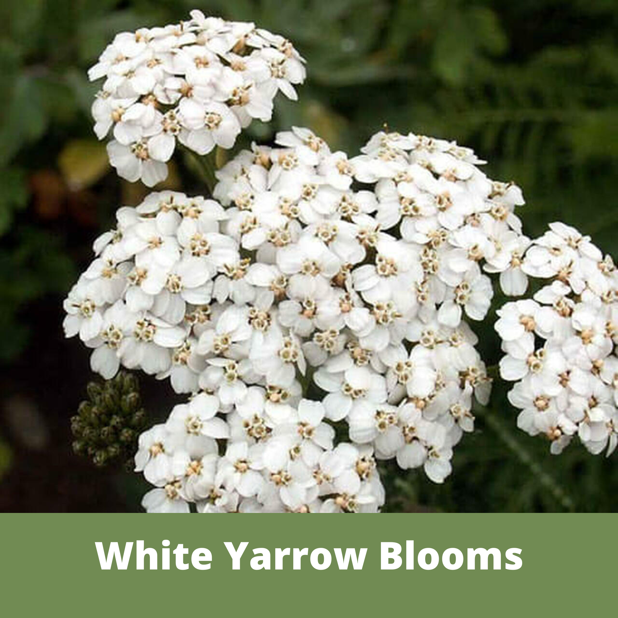 Close-up of white yarrow flowers with a green background