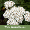 Close-up of white yarrow flowers with a green background