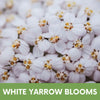 White Yarrow Eco-Friendly Seeding Kit