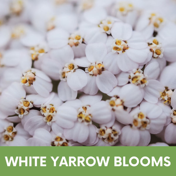 White Yarrow Eco-Friendly Seeding Kit