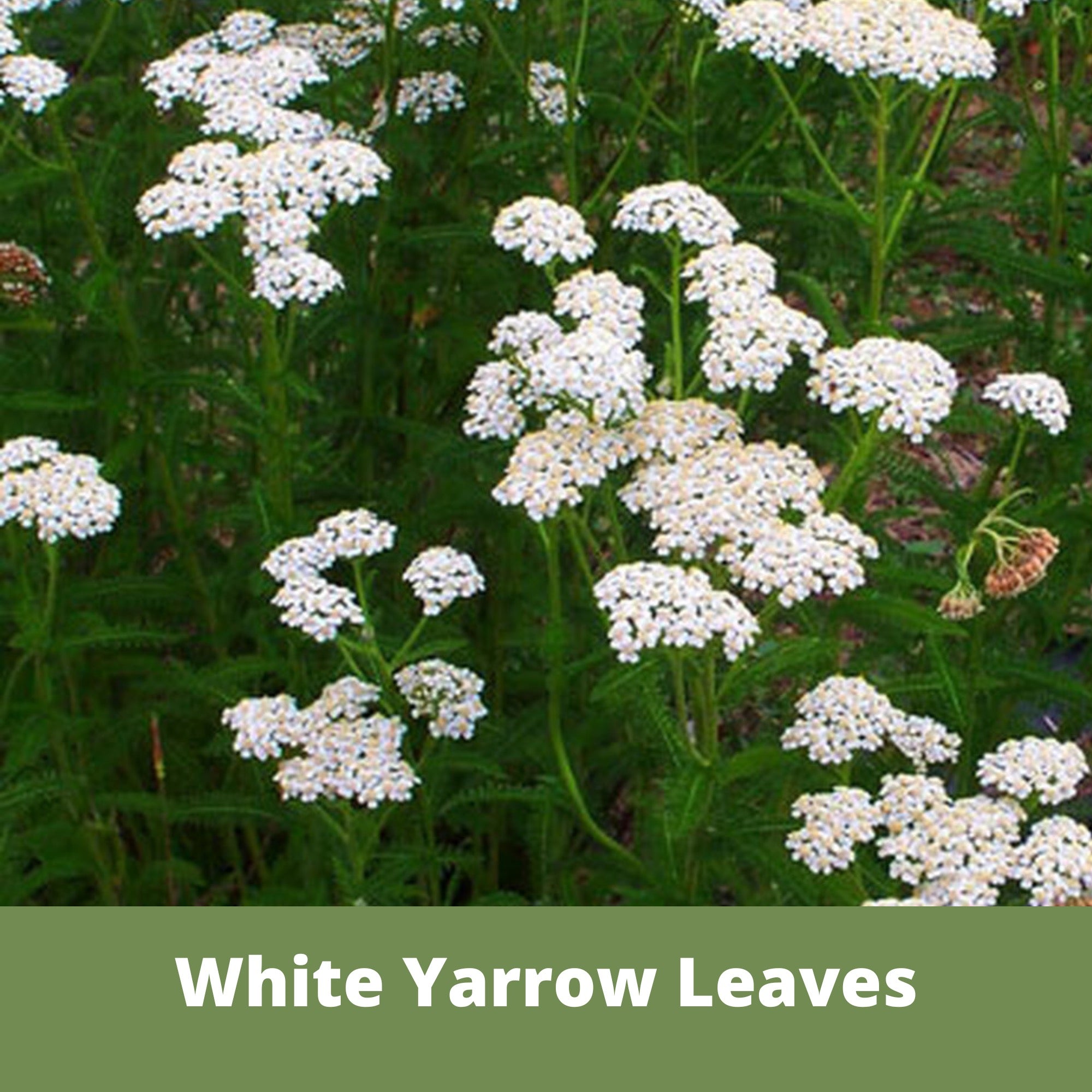 White yarrow leaves with green foliage on a natural background