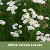 White yarrow leaves with green foliage on a natural background