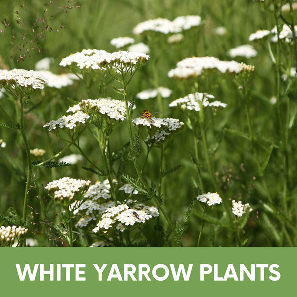 White Yarrow Eco-Friendly Seeding Kit