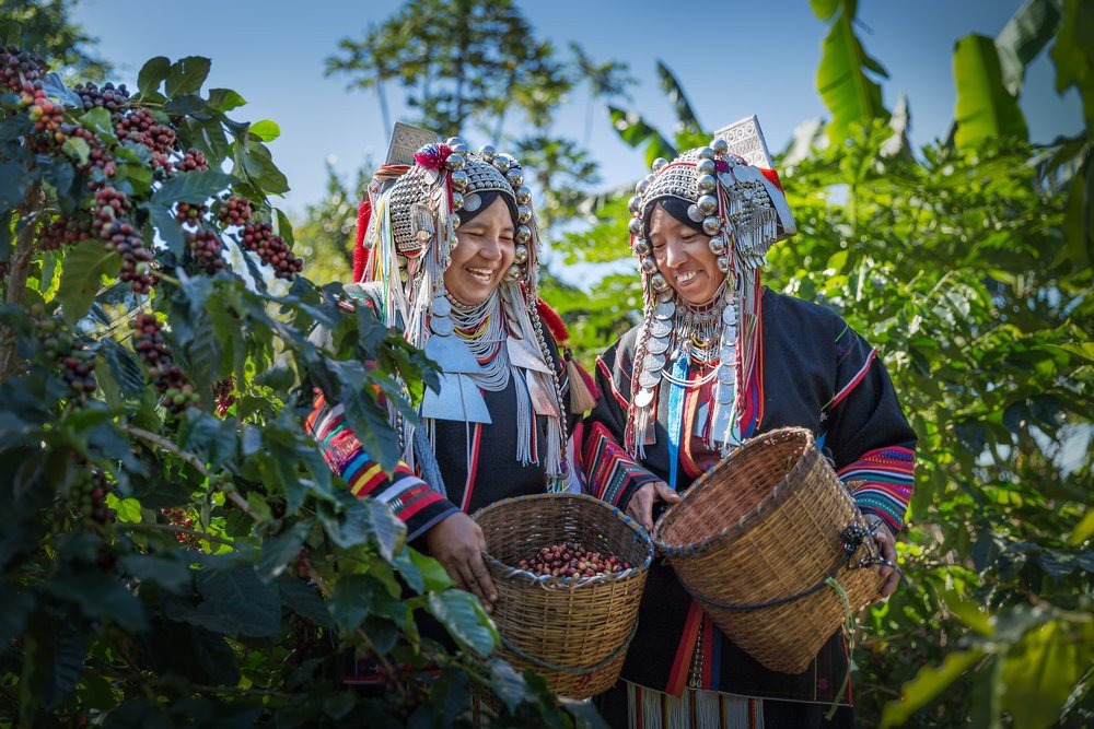 Peru Cecanor: Regenerative Organic & Bird Friendly milk chocolate with hazelnuts and cashews. Fair Trade, supports women in coffee & eco-friendly practices. Shop now & indulge consciously!