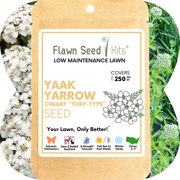 Yaak Yarrow Turf-Type Seed – Low-Maintenance Flowering Lawn Alternative