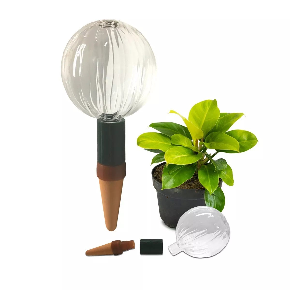 Blumat glass plant watering globe with clay cone stake inserted into potted houseplant soil