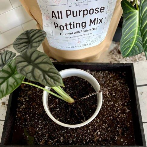 🌿 All-Purpose Potting Mix – Enriched with Ancient Soil for Stronger, Healthier Plants
