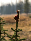 Small stuffed animal on top of a tree with a blurred natural background