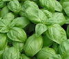 Fresh Italian Large Leaf Basil plant with large medium-dark green leaves growing in a garden