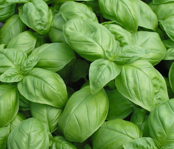 Fresh Italian Large Leaf Basil plant with large medium-dark green leaves growing in a garden