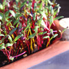 Close-up of colorful microgreens in a container on a wooden surface.