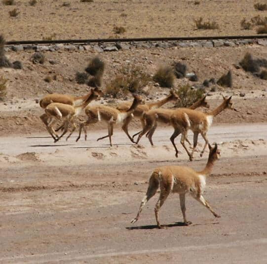 Group of vicunas running on a dirt road in a desert landscape