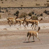 Group of vicunas running on a dirt road in a desert landscape