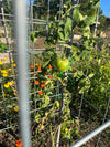 Green tomato on a vine with a metal trellis and flowers in the background. Bloom Power Bundle — fast-acting Bloom Juice with 150+ microbes & slow-release Bloomin' Soil for explosive flowering. More blooms, bigger color. Perfect garden gift.