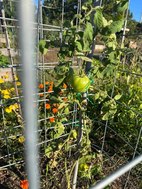 Green tomato on a vine with a metal trellis and flowers in the background. Bloom Power Bundle — fast-acting Bloom Juice with 150+ microbes & slow-release Bloomin' Soil for explosive flowering. More blooms, bigger color. Perfect garden gift.