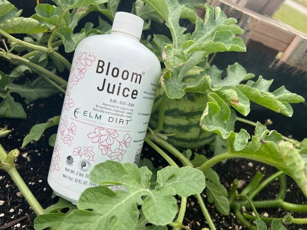 Bottle of 'Bloom Juice' by Elm Dirt among plants. Bloom Power Bundle — fast-acting Bloom Juice with 150+ microbes & slow-release Bloomin' Soil for explosive flowering. More blooms, bigger color. Perfect garden gift.