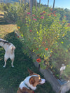 Two dogs in a garden with flowers and plants. Bloom Power Bundle — fast-acting Bloom Juice with 150+ microbes & slow-release Bloomin' Soil for explosive flowering. More blooms, bigger color. Perfect garden gift.
