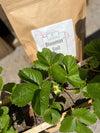 Bloom Power Bundle — Bloom Juice Microbial Fertilizer & Bloomin' Soil | Complete Dual-Action Flowering System for Bigger, More Vibrant Blooms