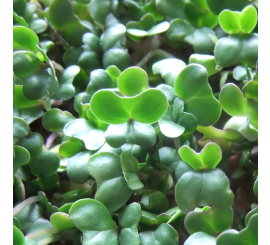 Close-up of freshly grown broccoli microgreens with vibrant green shoots