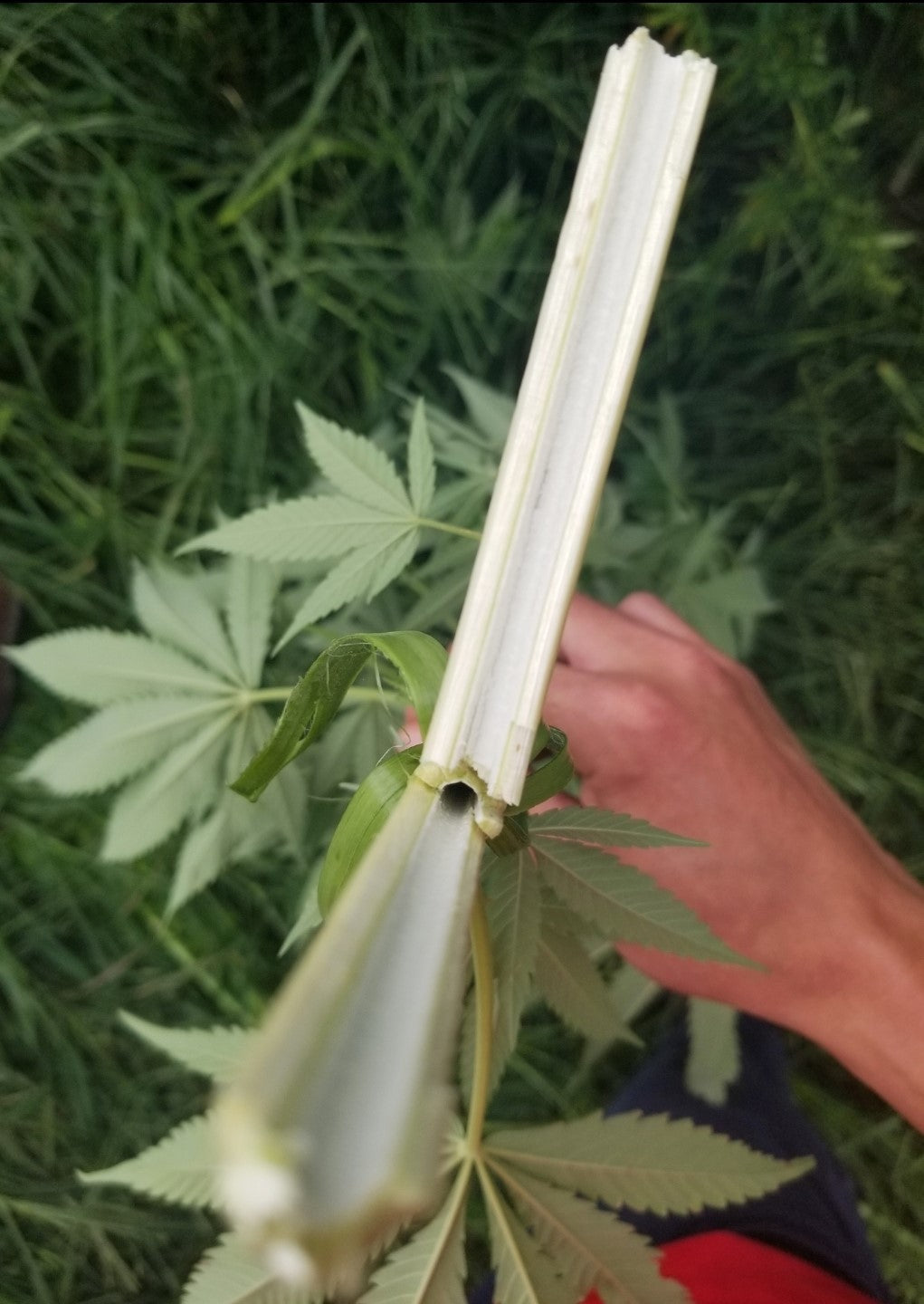 Hand holding a white tool against green leaves